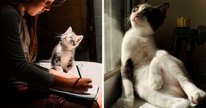 30 Times People Caught “Accidental Renaissance Cats” And Just Had To Share The Pics