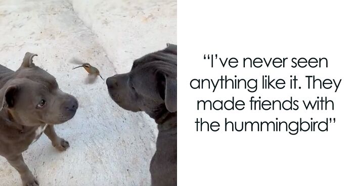 Magical Friendship Between Two Pit Bulls And A Wild Hummingbird Is Going Viral On The Internet