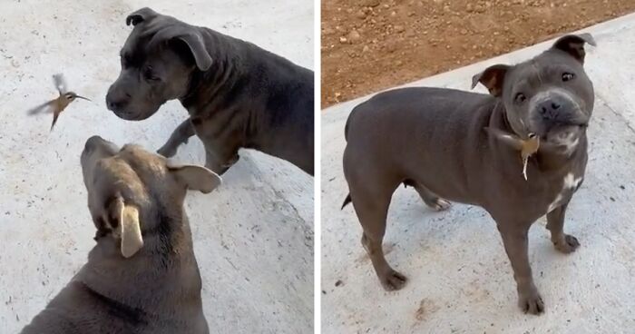 Two Dogs Who Live On A Ranch In Brazil Made A Magical Bond With A Wild Hummingbird