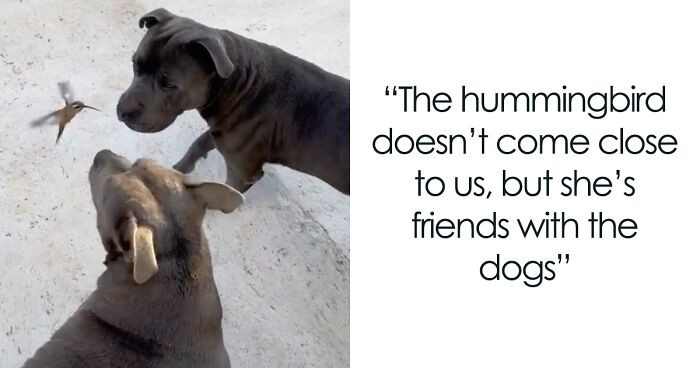 This Hummingbird Enjoys Dogs’ Company So Much That It Rests On Their Heads While They Sleep