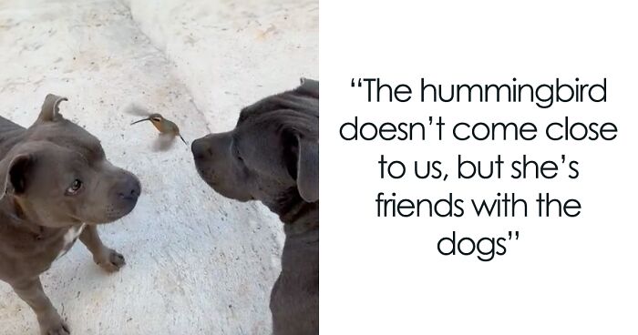 Friendship Between Two Pit Bulls And Wild Hummingbird Is Melting Hearts Online