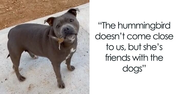 Friendship Between Two Pit Bulls And Wild Hummingbird Is Melting Hearts Online