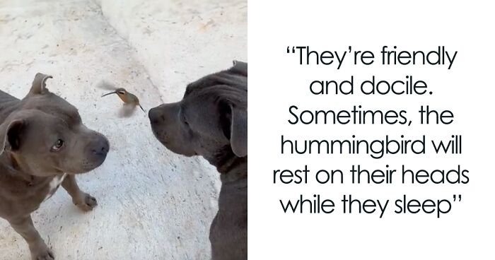 Two Adorable Pit Bulls Made An Incredible Bond With A Wild Hummingbird