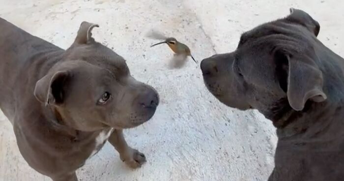 Friendship Between Two Pit Bulls And Wild Hummingbird Is Melting Hearts Online