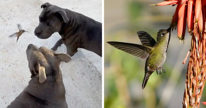 Friendship Between Two Pit Bulls And Wild Hummingbird Is Melting Hearts Online