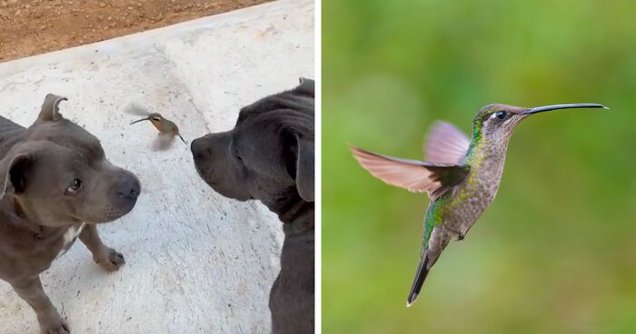 One-Of-A-Kind Friendship Between Two Pit Bulls And A Wild Hummingbird