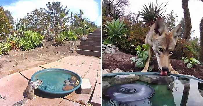 Esta mujer puso una fuente de agua con una cámara en su jardín, y aquí tienes 24 nuevas fotos de quienes la visitan regularmente