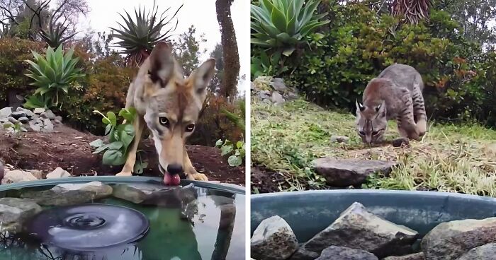 Woman Sets Up Water Fountain Camera, Captures Array Of Wildlife Visitors (24 New Pics)