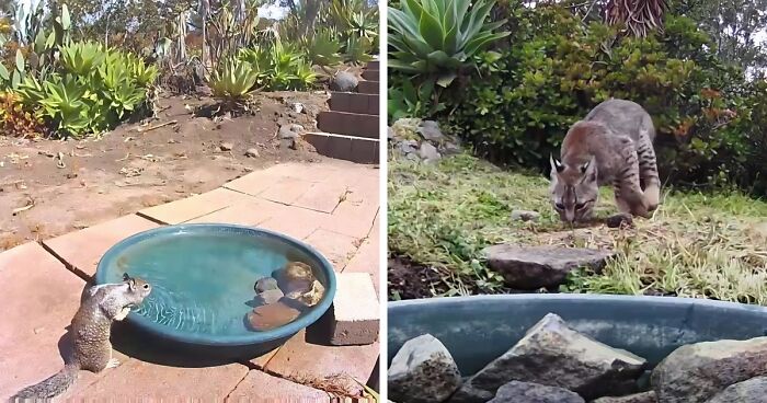 Woman Sets Up A Camera At A Backyard Water Fountain, Discovers Who Comes To Visit (24 New Pics)