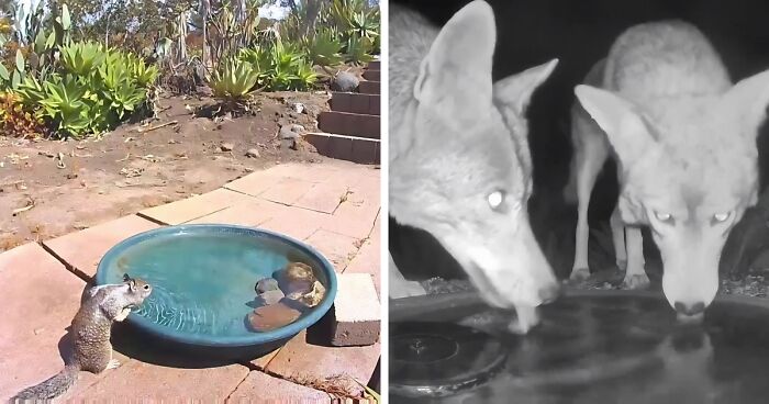 Woman Put A Water Fountain With A Camera In Her Yard, Here Are 24 Photos Of Regular Visitors (New Pics)