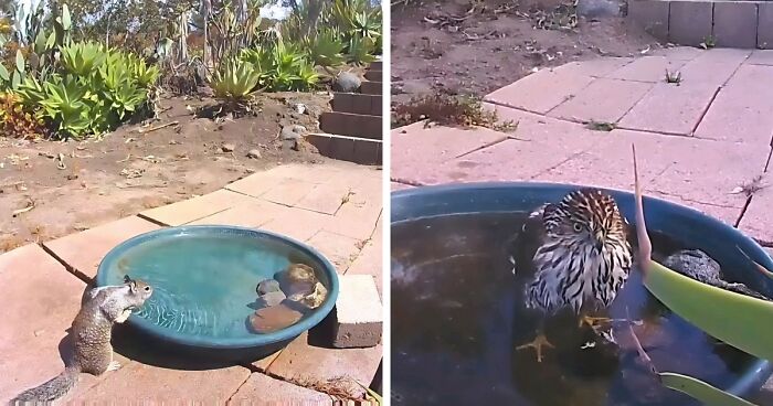 Woman Put A Water Fountain With A Camera In Her Yard, Here Are 24 Photos Of Regular Visitors (New Pics)