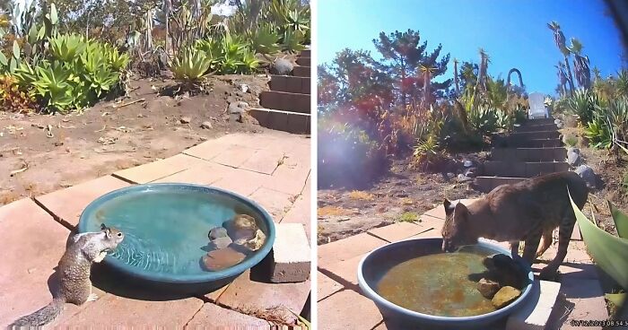 Backyard Water Fountain Camera Shows Woman's Animal Visitors (24 New Pics)