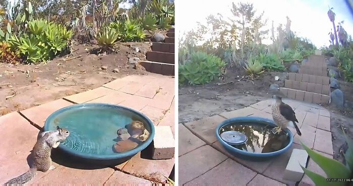 Hidden Camera Reveals Wildlife At Woman's Backyard Water Fountain (24 New Pics)