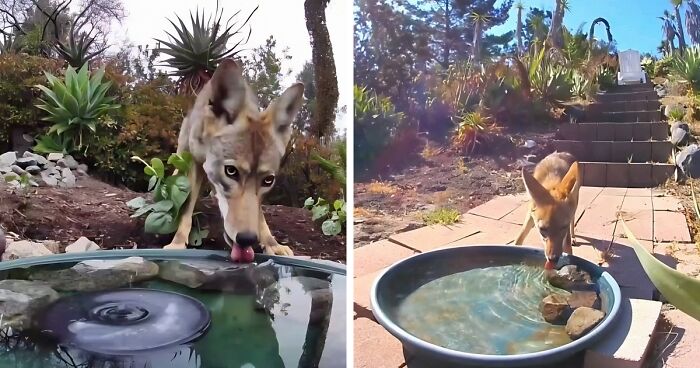 Woman's Camera And Fountain Attract Diverse Wildlife To Her Yard (24 New Pics)