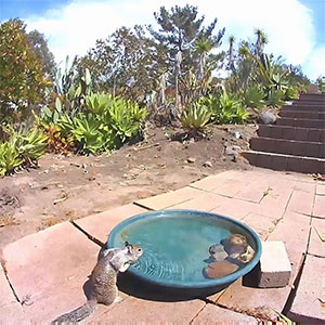 Woman Put A Water Fountain With A Camera In Her Yard, Here Are 24 Photos Of Regular Visitors (New Pics)