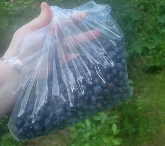 Woman Heartbroken After Chat With Neighbors Leads Them To Destroy Her Blueberry Harvest