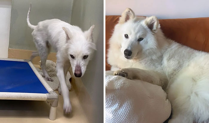 50 Times Dogs Got A Second Chance And Transformed Into Beautiful, Loving Dogs (New Pics)