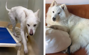 50 Times Dogs Got A Second Chance And Transformed Into Beautiful, Loving Dogs (New Pics)