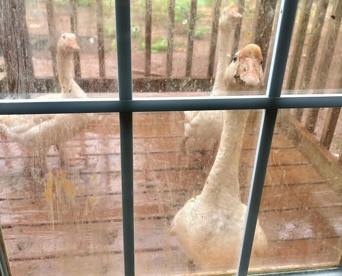 When It’s Pouring Rain So You’re Late To Morning Feeding So This Gang Just Rolls Up To Your Door