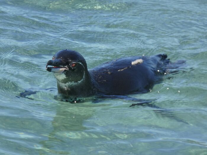 A Galapagos Penguin. Possibly Possessed