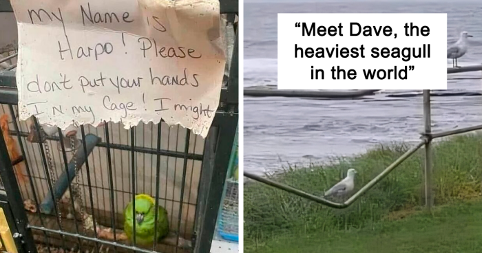 69 Times People Felt Seriously Threatened By Birds And Just Had To Share Why (New Pics)