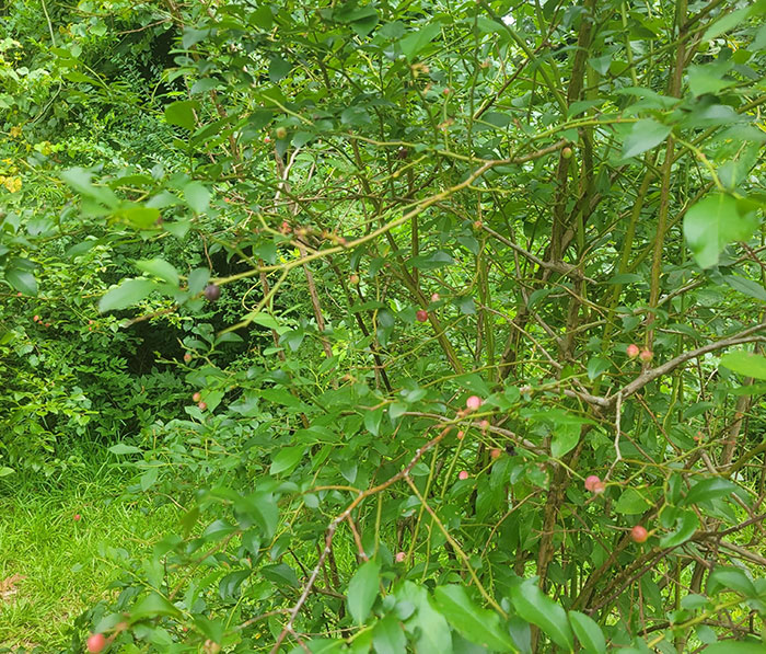 Woman Heartbroken After Chat With Neighbors Leads Them To Destroy Her Blueberry Harvest