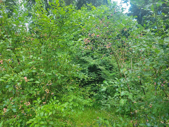 Woman Heartbroken After Chat With Neighbors Leads Them To Destroy Her Blueberry Harvest