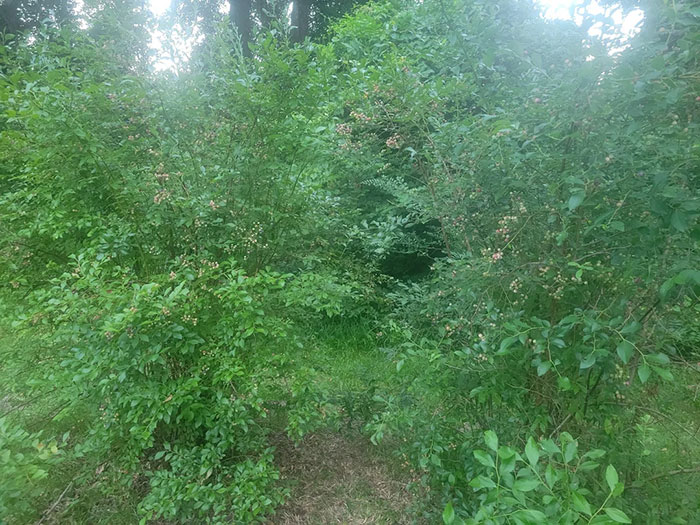 Woman Heartbroken After Chat With Neighbors Leads Them To Destroy Her Blueberry Harvest