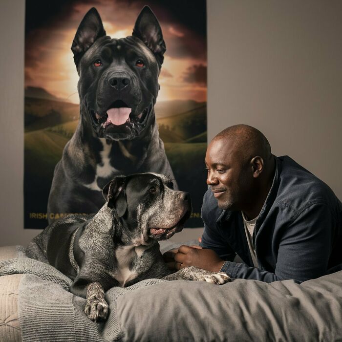 Cane Corso