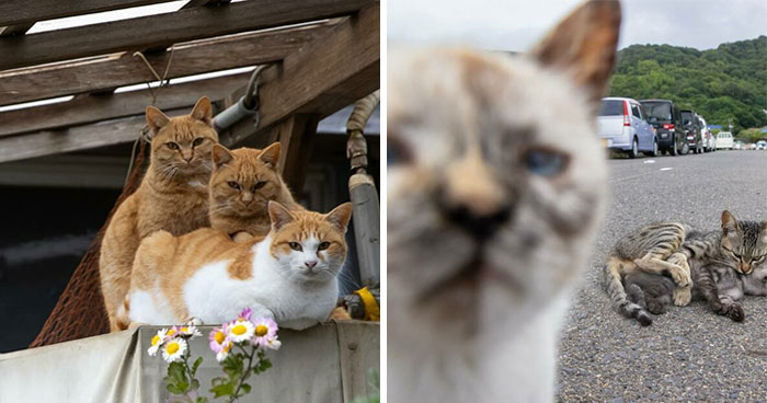 30 Entertaining Cat Pictures Captured By Masayuki Oki (New Pics)