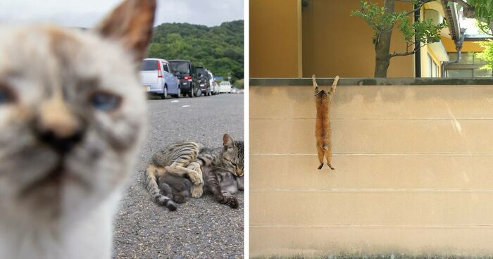 Celebrating The Quirky And Playful Side Of Cats: 65 Photos By Masayuki Oki (New Pics)