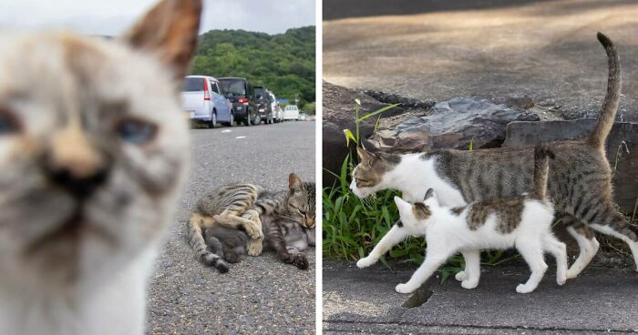 65 Charming Japanese Stray Cats Photographed By Masayuki Oki (New Pics)