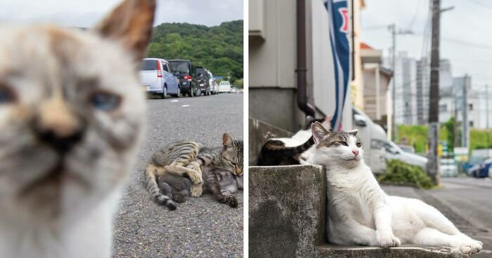 30 Entertaining Cat Pictures Captured By Masayuki Oki (New Pics)