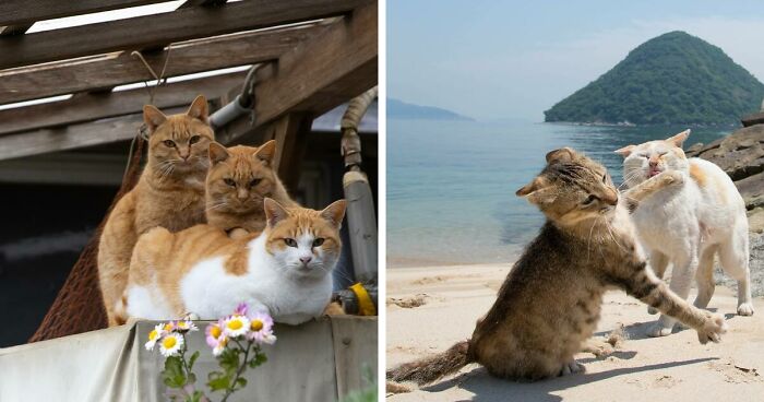 Documenting The Lives Of Tokyo’s Stray Cats: 65 New Photos From Masayuki Oki