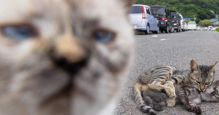 Japanese Photographer Shares A Cat Picture A Day, And His Collection Is Extremely Cute (65 New Pics)