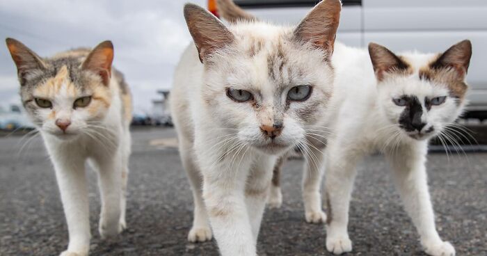 30 Entertaining Cat Pictures Captured By Masayuki Oki (New Pics)