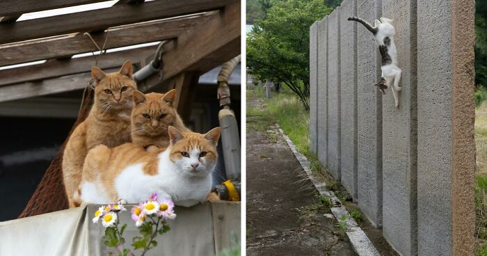 30 Entertaining Cat Pictures Captured By Masayuki Oki (New Pics)