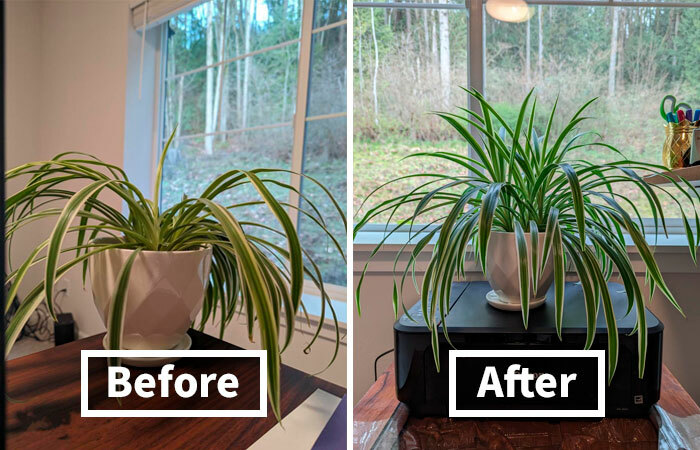  Miracle-Gro Indoor Plant Food Spikes: The "No Green Thumb Required" Solution For Happy Houseplants