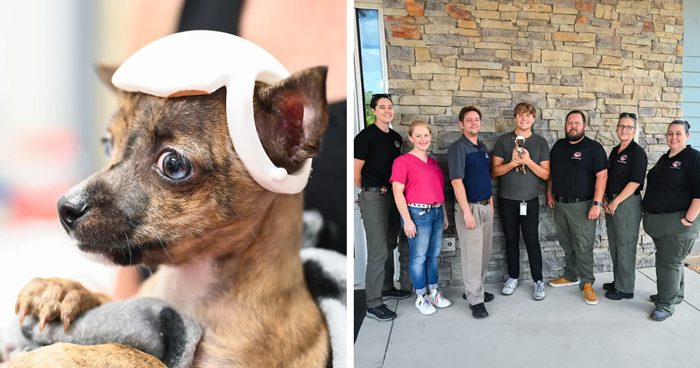 Pup With A Rare And Dangerous Condition Gets A Custom 3D Printed Helmet To Protect Him