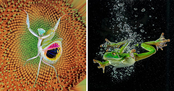 30 Phenomenal Macro Photos Capturing Details That The Human Eye Could Miss