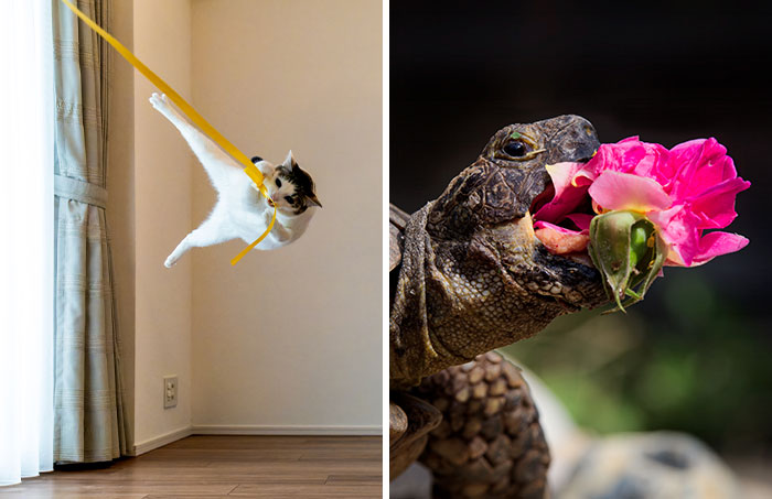 The Comedy Pet Photo Awards 2024 Has Announced Their Winners, And They’re Hilarious (15 Pics)