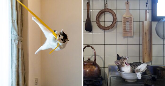 15 Perfectly Timed Pet Photos That Won The 2024 Comedy Pet Photo Awards