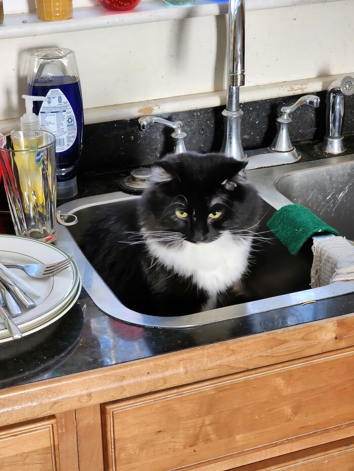 Cookie Inspecting The Sink