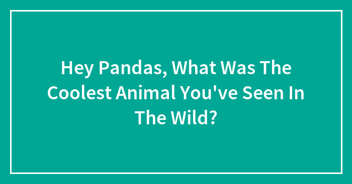 Hey Pandas, What Was The Coolest Animal You’ve Seen In The Wild?