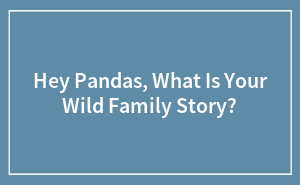 Hey Pandas, What Is Your Wild Family Story?