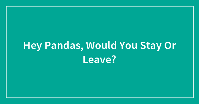 Hey Pandas, Would You Stay Or Leave?