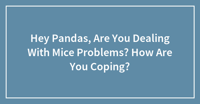 Hey Pandas, Are You Dealing With Mice Problems? How Are You Coping?