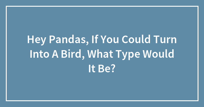 Hey Pandas, If You Could Turn Into A Bird, What Type Would It Be?