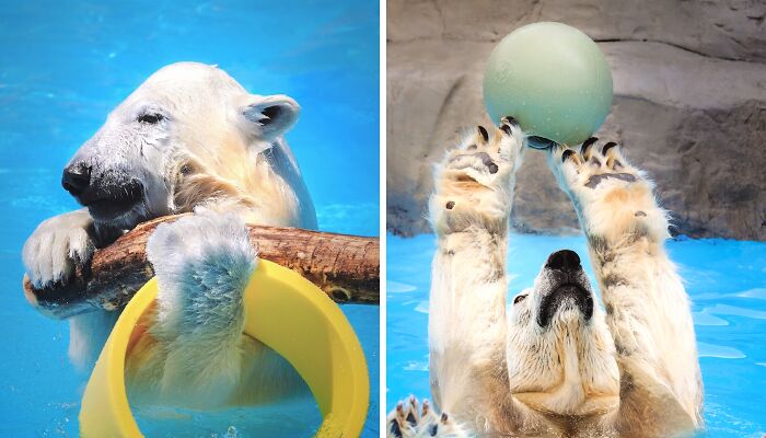 I Captured Polar Bears Playing With Water On Hot Days (11 Pics)