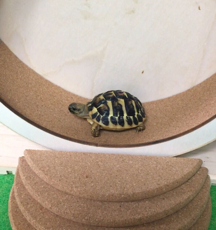 Cardio Time. Our Tortoise Uses An Exercise Wheel Nearly Ever Day